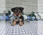 Small #3 Yorkshire Terrier