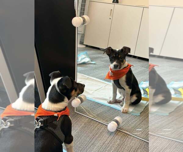 Medium Photo #4 Jack Russell Terrier-Unknown Mix Puppy For Sale in New York, NY, USA