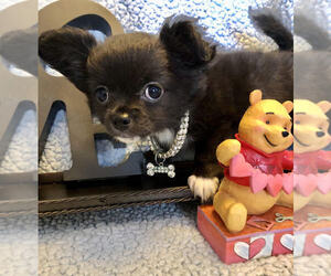Chihuahua Puppy for Sale in NEWVILLE, Pennsylvania USA