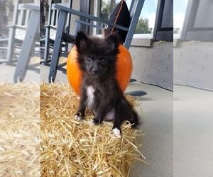Pomeranian Puppy for sale in FRANKLIN, IN, USA