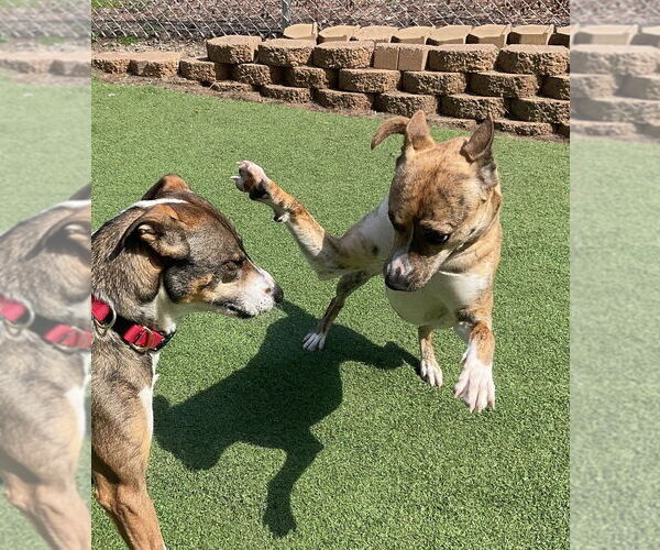 Medium Photo #8 American Pit Bull Terrier-Unknown Mix Puppy For Sale in Raleigh, NC, USA