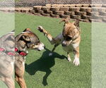 Small #7 American Pit Bull Terrier Mix