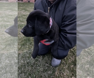 Labrador Retriever Puppy for sale in DYERSVILLE, IA, USA