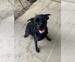 Small #2 Boxer Mix