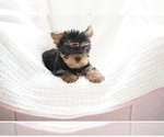 Small Photo #2 Yorkshire Terrier Puppy For Sale in LOS ANGELES, CA, USA