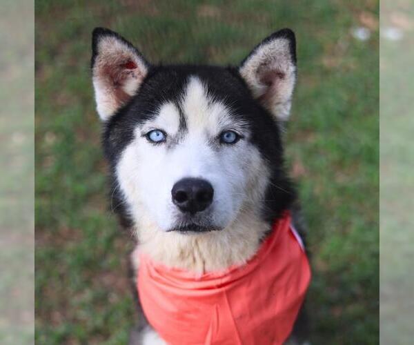 Medium Photo #1 Siberian Husky-Unknown Mix Puppy For Sale in San Antonio, TX, USA