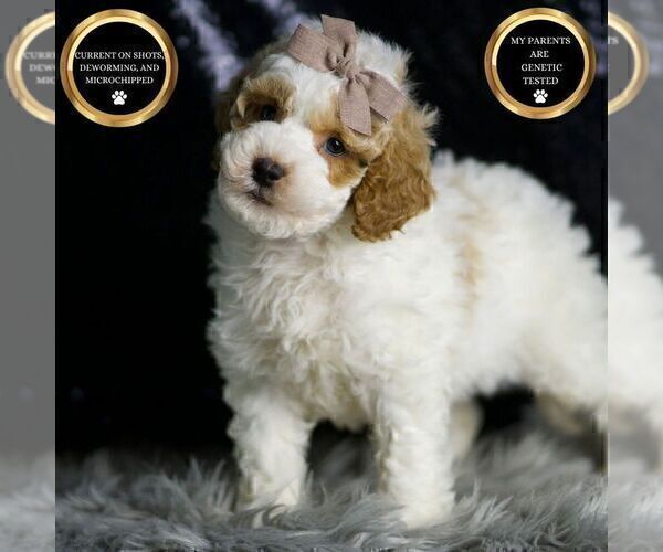 Medium Photo #1 Goldendoodle (Miniature) Puppy For Sale in WARSAW, IN, USA