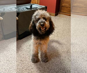 Bernedoodle Dogs for adoption in Sandy, UT, USA