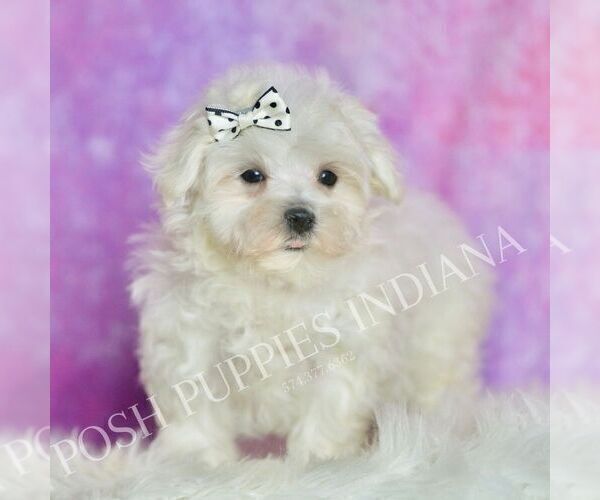 Medium Photo #5 Maltese Puppy For Sale in WARSAW, IN, USA