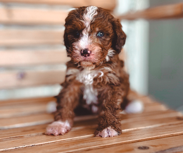 Medium Photo #1 Bernedoodle Puppy For Sale in JACKSON, MO, USA