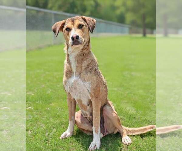 Medium Photo #6 Mutt Puppy For Sale in Talladega, AL, USA