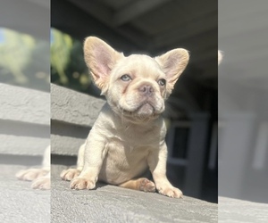 French Bulldog Puppy for sale in SEATTLE, WA, USA