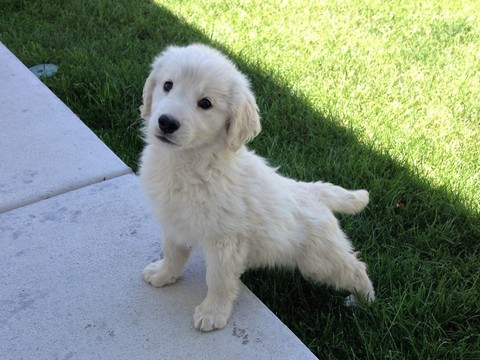 Medium Photo #1 Goldendoodle Puppy For Sale in BRIGHTON, CO, USA