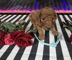 Small #3 Poodle (Standard)