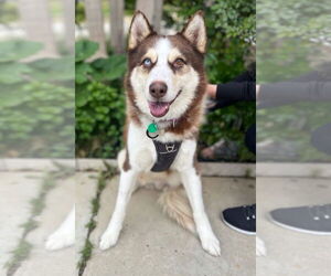 Siberian Husky Dogs for adoption in Marina Del Rey, CA, USA