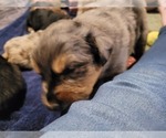 Small Photo #2 Australian Shepherd Puppy For Sale in RAYMORE, MO, USA