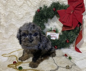 Cocker Spaniel-Poodle (Miniature) Mix Puppy for sale in DRY RUN, PA, USA