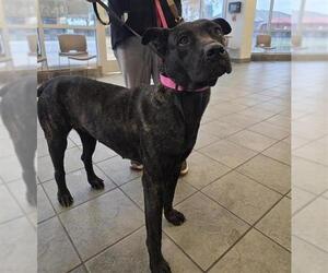 Mutt Dogs for adoption in San Antonio, TX, USA