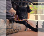 Small #4 Dachshund Mix