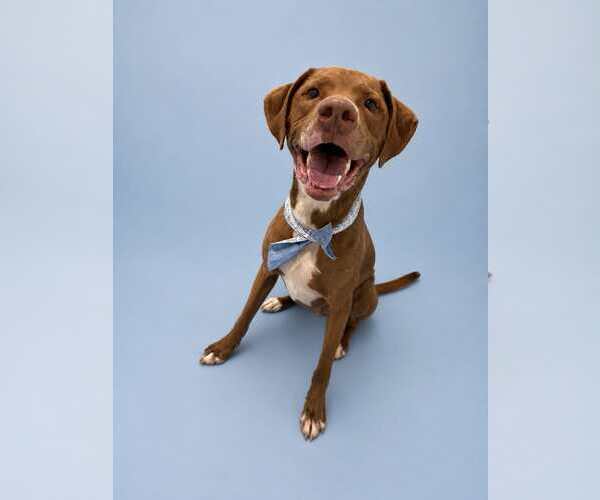 Medium Photo #3 Mutt Puppy For Sale in Sandy, UT, USA