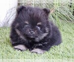 Small #8 Pomeranian