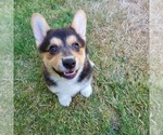 Small Photo #29 Pembroke Welsh Corgi Puppy For Sale in GRAHAM, WA, USA