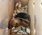 Small Photo #2 Mutt Puppy For Sale in Pacifica, CA, USA