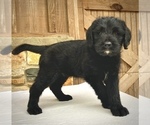 Small Photo #2 Golden Mountain Dog Puppy For Sale in WEST GROVE, PA, USA