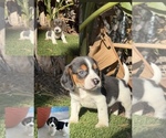 Small Beagle