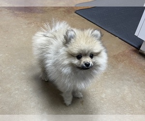 Pomeranian Puppy for sale in PERKINS, OK, USA