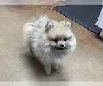 Small Photo #1 Pomeranian Puppy For Sale in PERKINS, OK, USA