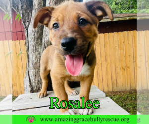 Rosalee - Female Chow Chow-Unknown Mix Dog for Adoption - Photo #22