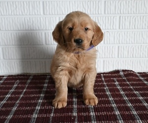 Golden Retriever Puppy for sale in MILLERSBURG, OH, USA
