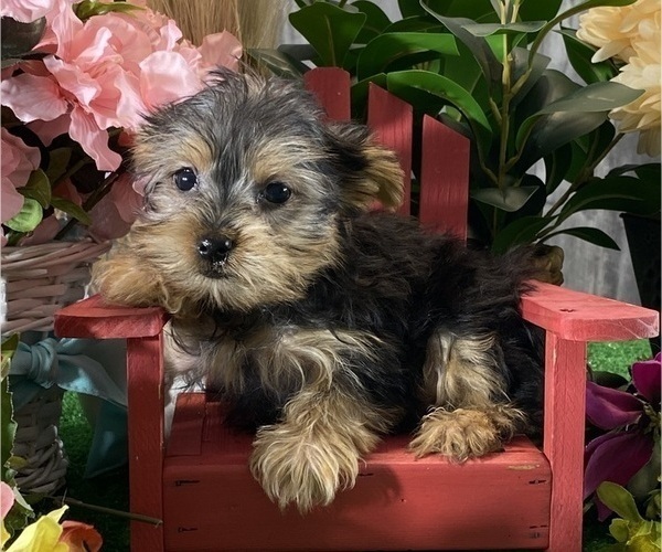 Medium Photo #3 Yorkshire Terrier Puppy For Sale in CANOGA, NY, USA