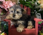 Small #2 Yorkshire Terrier