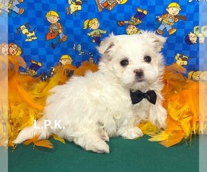 Maltese Puppy for sale in WINNSBORO, LA, USA