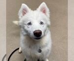 Small American Eskimo Dog Mix
