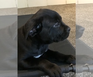 Cane Corso Puppy for sale in STEPHENVILLE, TX, USA
