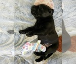 Small Photo #6 Labrador Retriever Puppy For Sale in WOODLAND, WA, USA