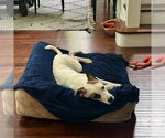 Small #6 American Staffordshire Terrier-Labrador Retriever Mix