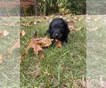 Small Photo #6 Cavapoo Puppy For Sale in WOODBRIDGE, VA, USA