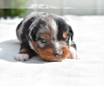 Small Photo #9 Miniature Australian Shepherd Puppy For Sale in PALM COAST, FL, USA