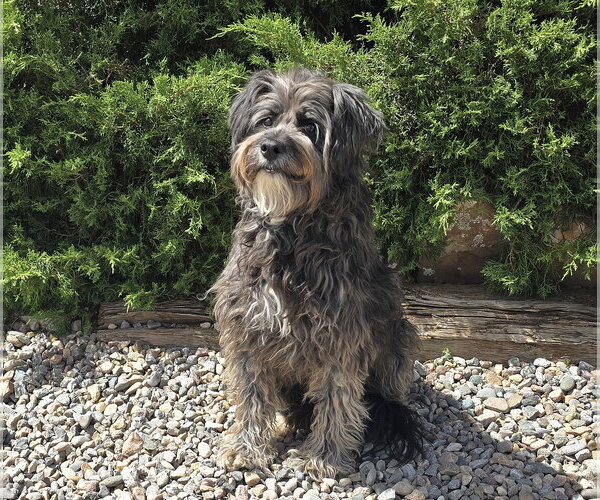 Medium Photo #4 Mutt Puppy For Sale in Albuquerque, NM, USA