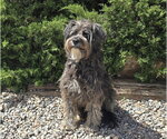 Small #3 Mutt