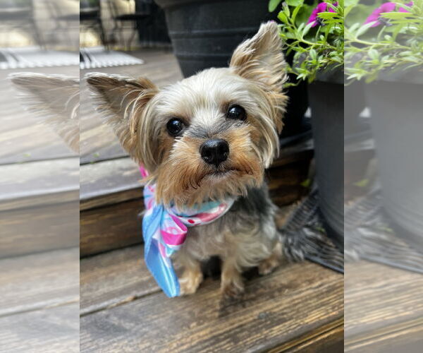 Medium Photo #4 Mutt Puppy For Sale in Allentown,, PA, USA