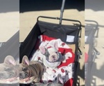 Small Photo #3 French Bulldog Puppy For Sale in SANTA CRUZ, CA, USA