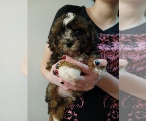 Maltese-Maltipoo (Miniature) Mix Puppy for Sale in BURLINGTON, Massachusetts USA