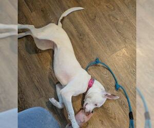 German Shorthaired Pointer-Unknown Mix Dogs for adoption in Williamsburg, IA, USA