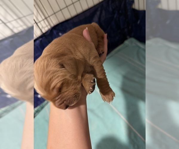 Medium Photo #2 Golden Retriever Puppy For Sale in WEEKI WACHEE, FL, USA