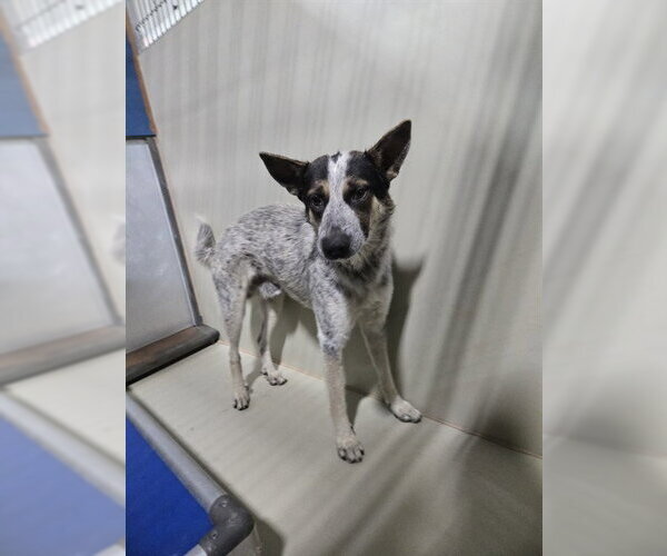 Medium Photo #1 Texas Heeler Puppy For Sale in Bakersfield, CA, USA